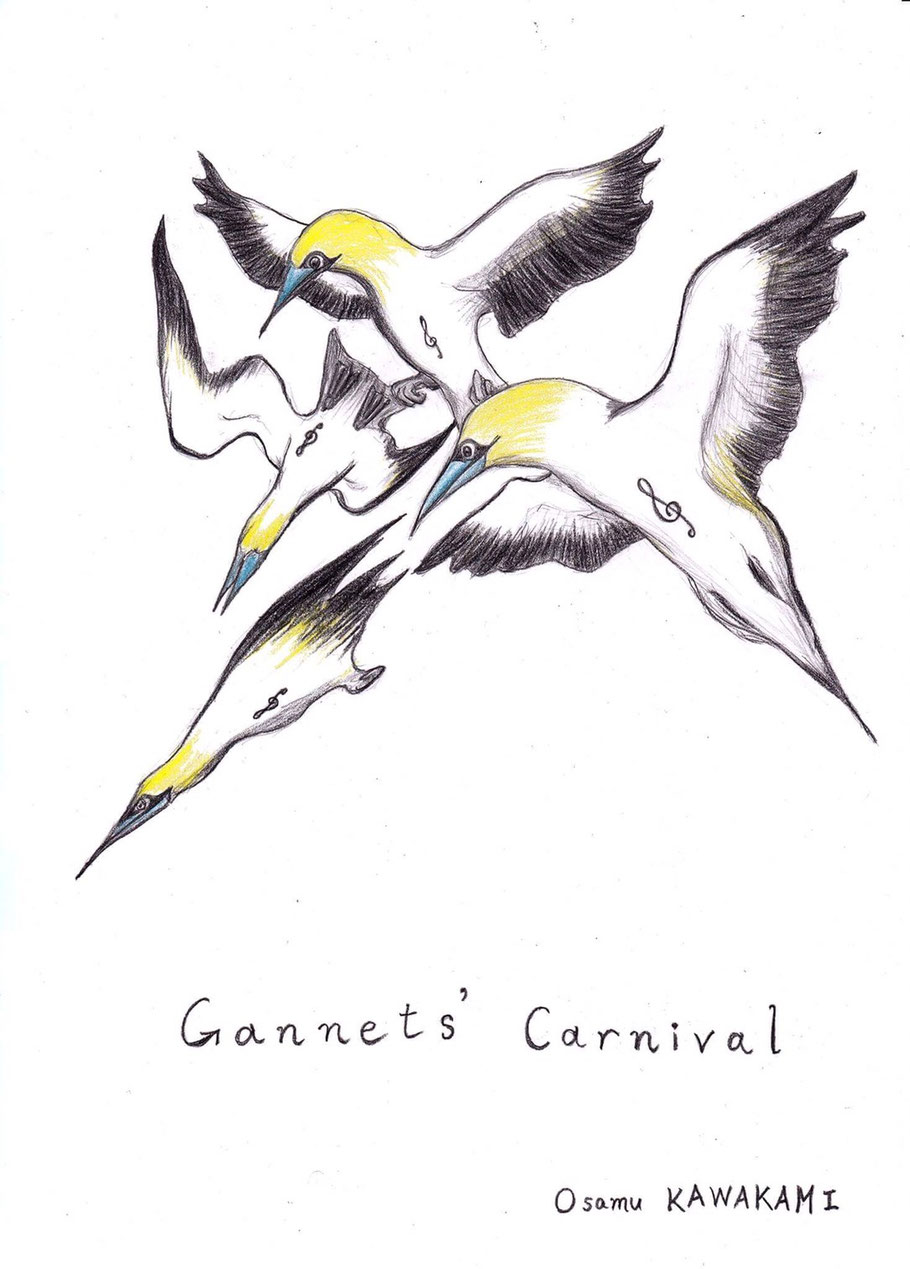 カツオドリ（シロカツオドリ）